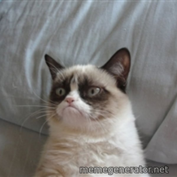 Grumpy cat 5 meme template